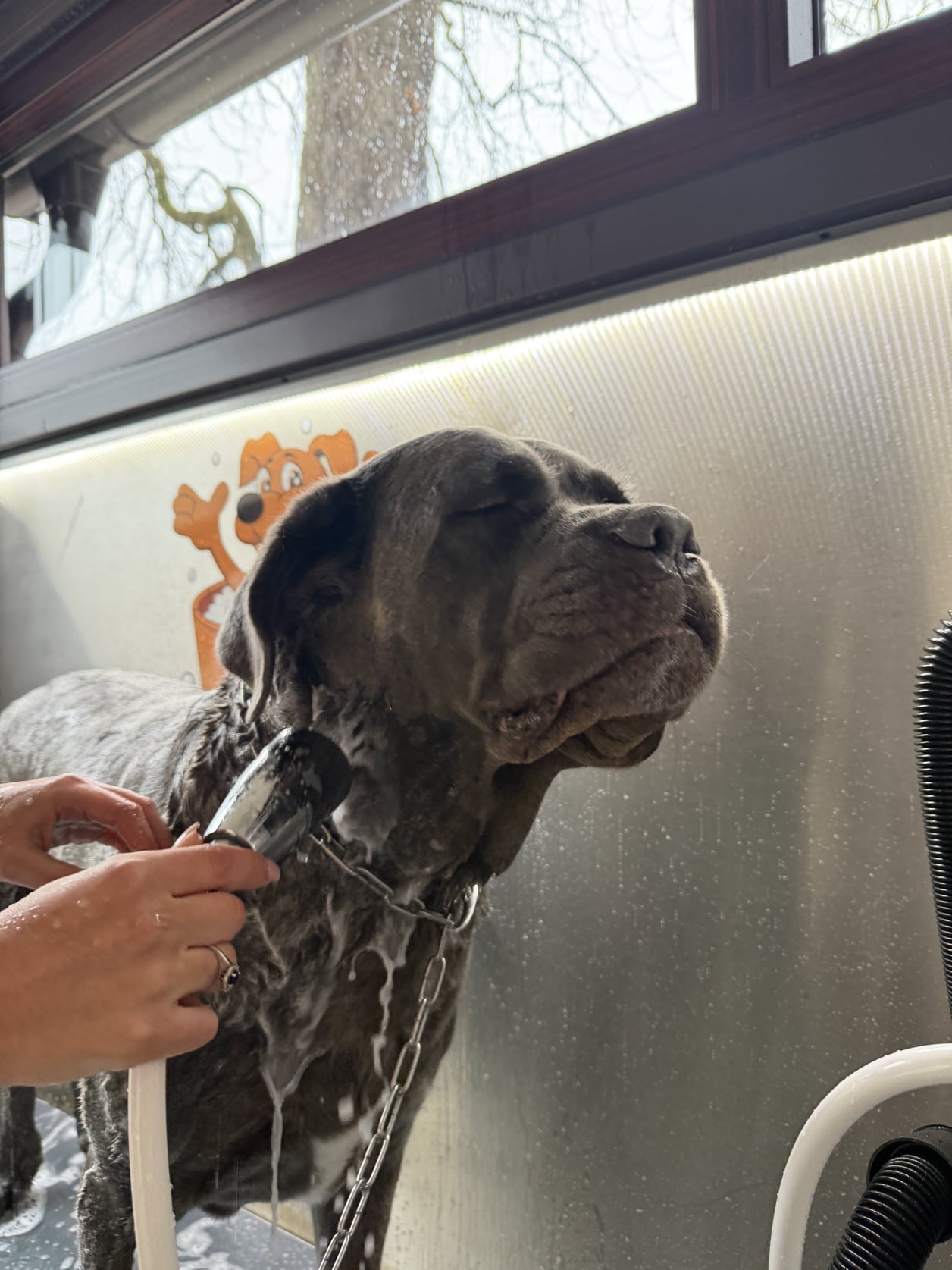 Pasja pralnica Celje