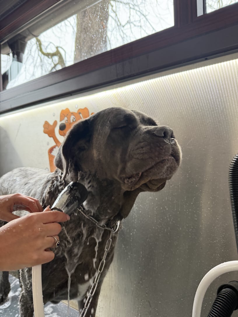 Pasja pralnica Celje