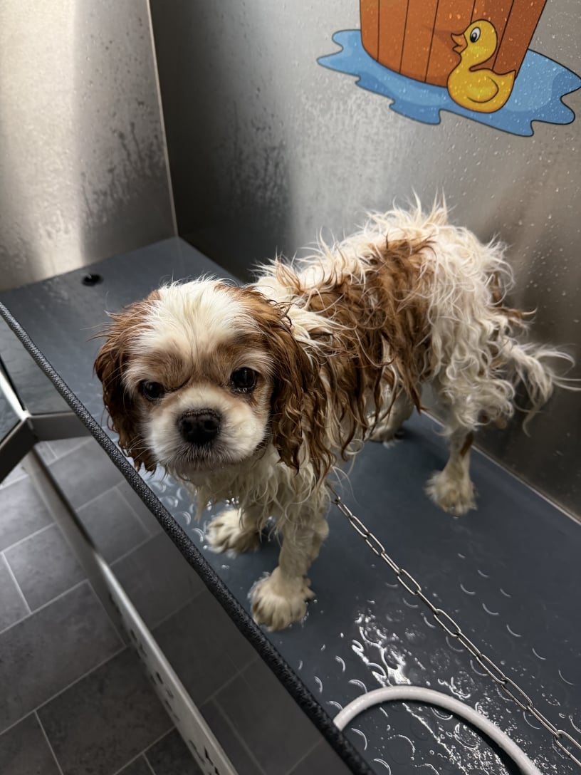 Pasja pralnica Celje