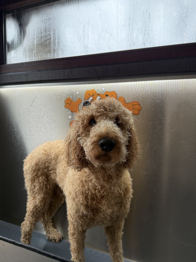 Pasja pralnica Celje